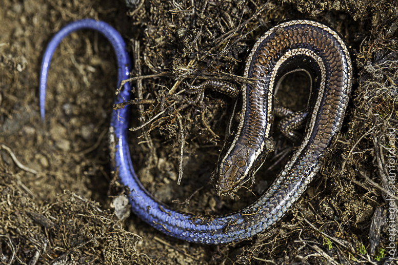 western skink